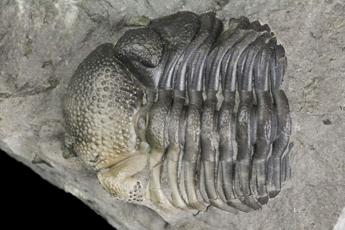 Bargain, Eldredgeops Trilobite Fossil - New York #138821